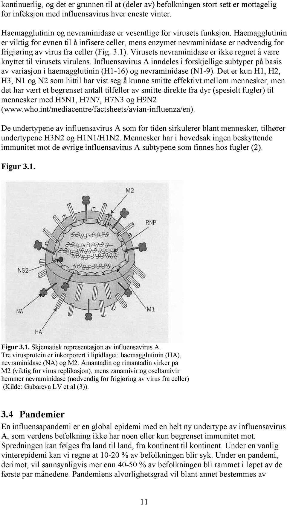 Haemagglutinin er viktig for evnen til å infisere celler, mens enzymet nevraminidase er nødvendig for frigjøring av virus fra celler (Fig. 3.1).