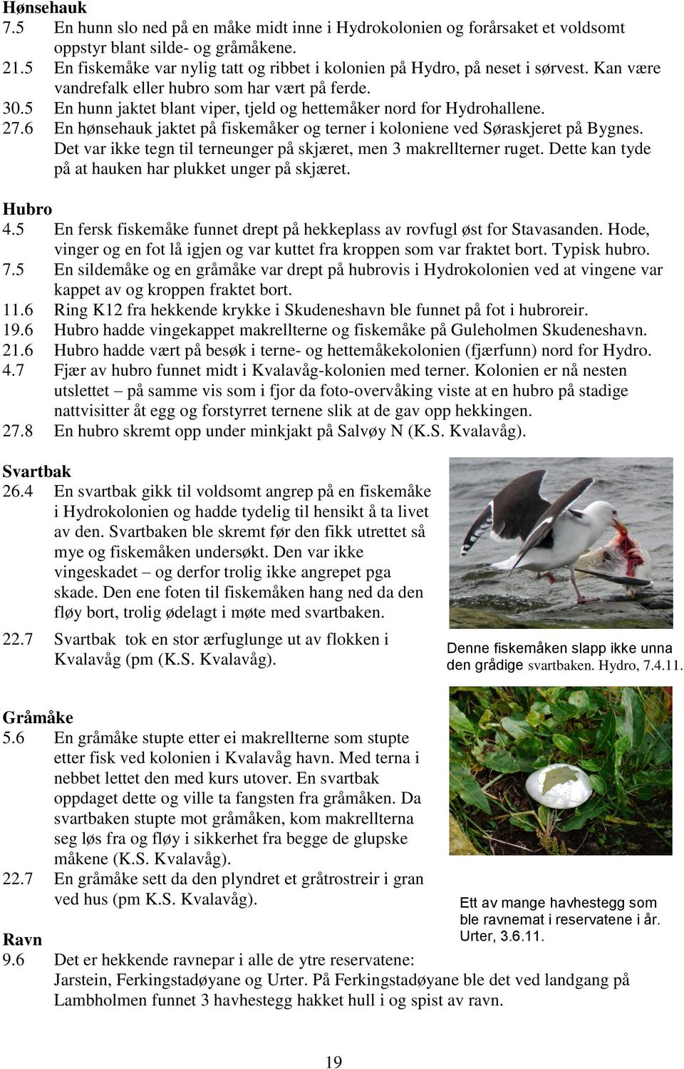 5 En hunn jaktet blant viper, tjeld og hettemåker nord for Hydrohallene. 27.6 En hønsehauk jaktet på fiskemåker og terner i koloniene ved Søraskjeret på Bygnes.