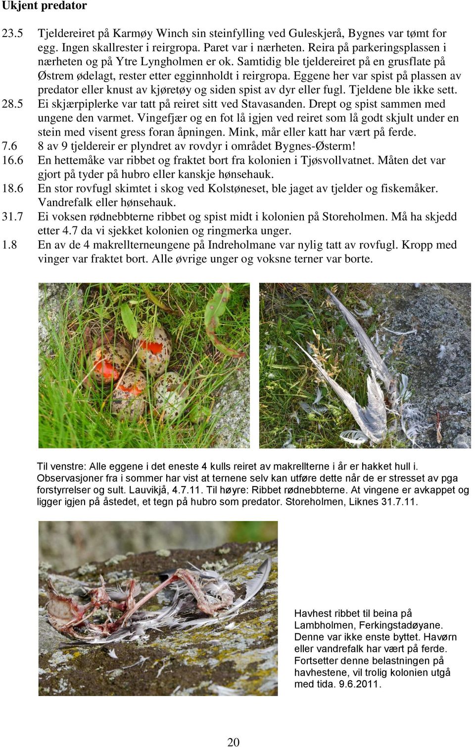 Eggene her var spist på plassen av predator eller knust av kjøretøy og siden spist av dyr eller fugl. Tjeldene ble ikke sett. 28.5 Ei skjærpiplerke var tatt på reiret sitt ved Stavasanden.