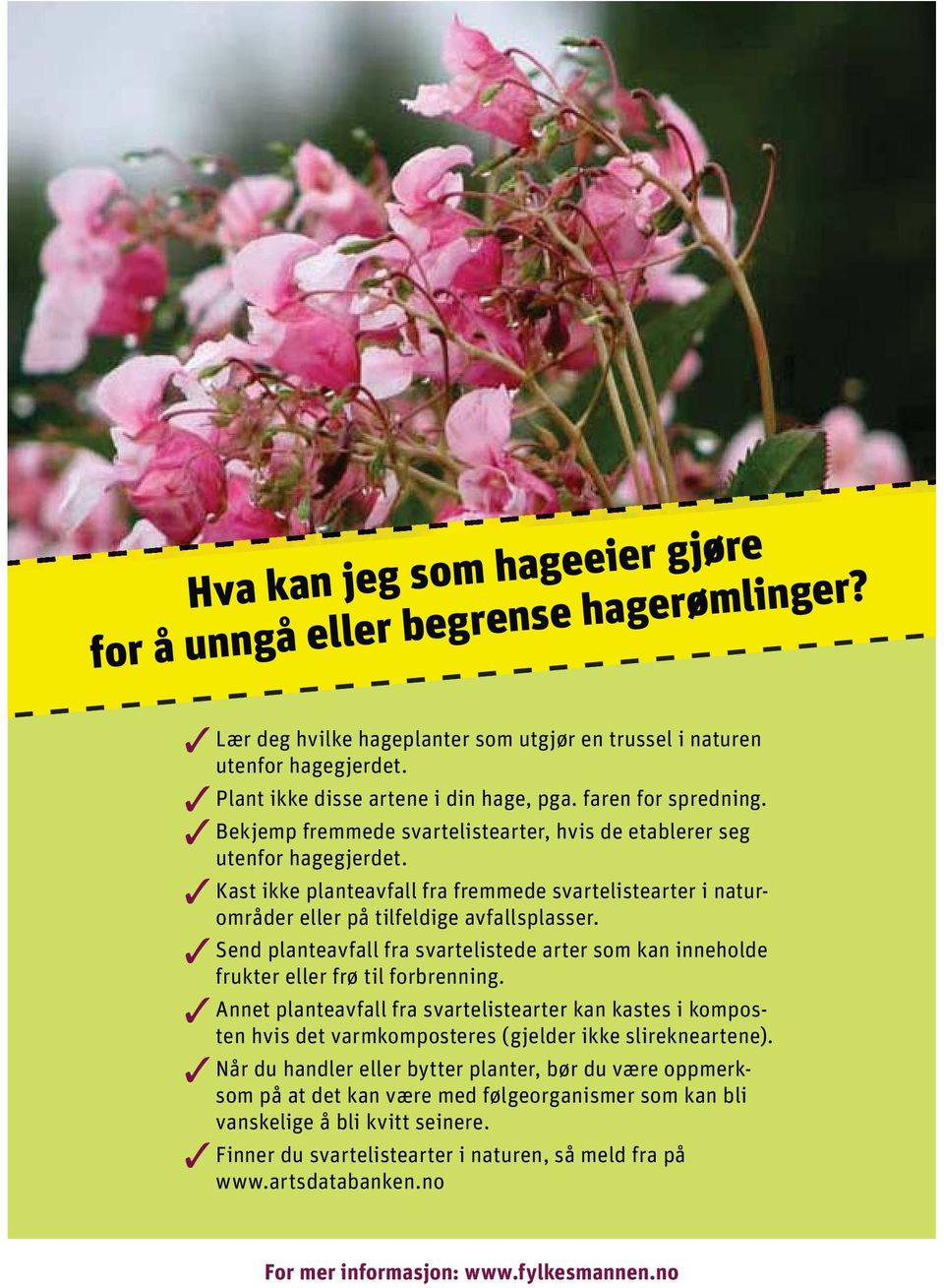 Kast ikke planteavfall fra fremmede svartelistearter i naturområder eller på tilfeldige avfallsplasser. Send planteavfall fra svartelistede arter som kan inneholde frukter eller frø til forbrenning.