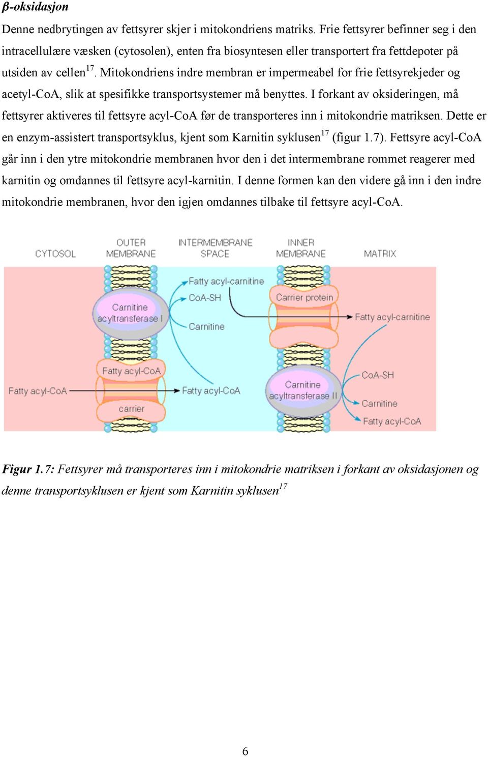 Mitokondriens indre membran er impermeabel for frie fettsyrekjeder og acetyl-coa, slik at spesifikke transportsystemer må benyttes.