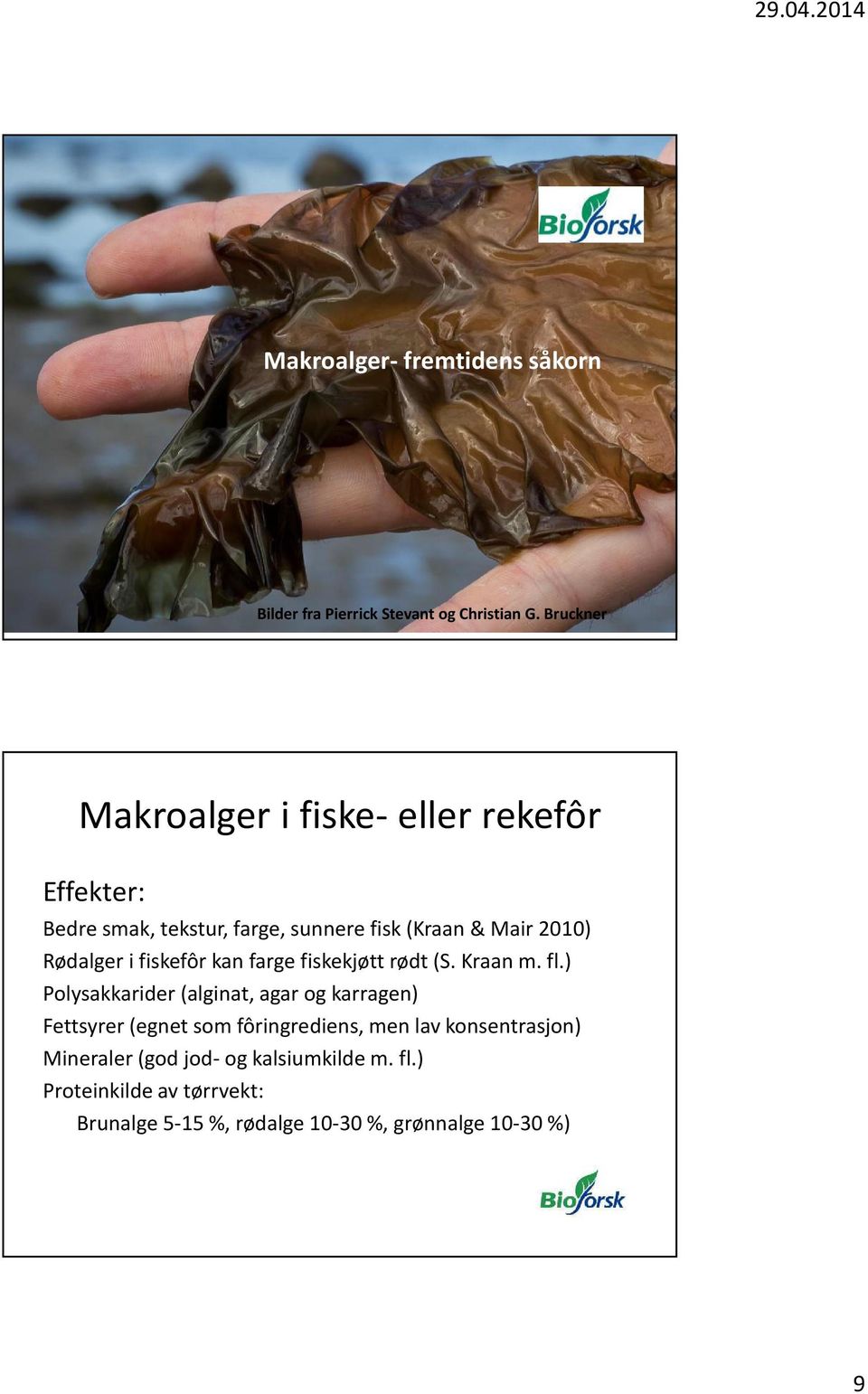 Rødalger i fiskefôr kan farge fiskekjøtt rødt (S. Kraan m. fl.