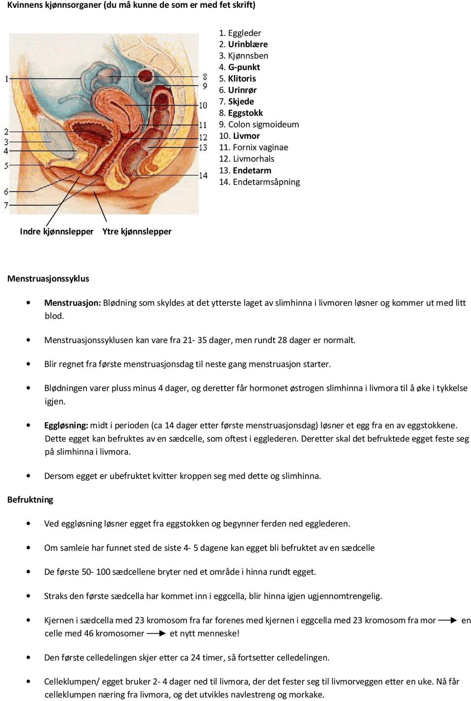 Endetarmsåpning Indre kjønnslepper Ytre kjønnslepper Menstruasjnssyklus Menstruasjn: Blødning sm skyldes at det ytterste laget av slimhinna i livmren løsner g kmmer ut med litt bld.