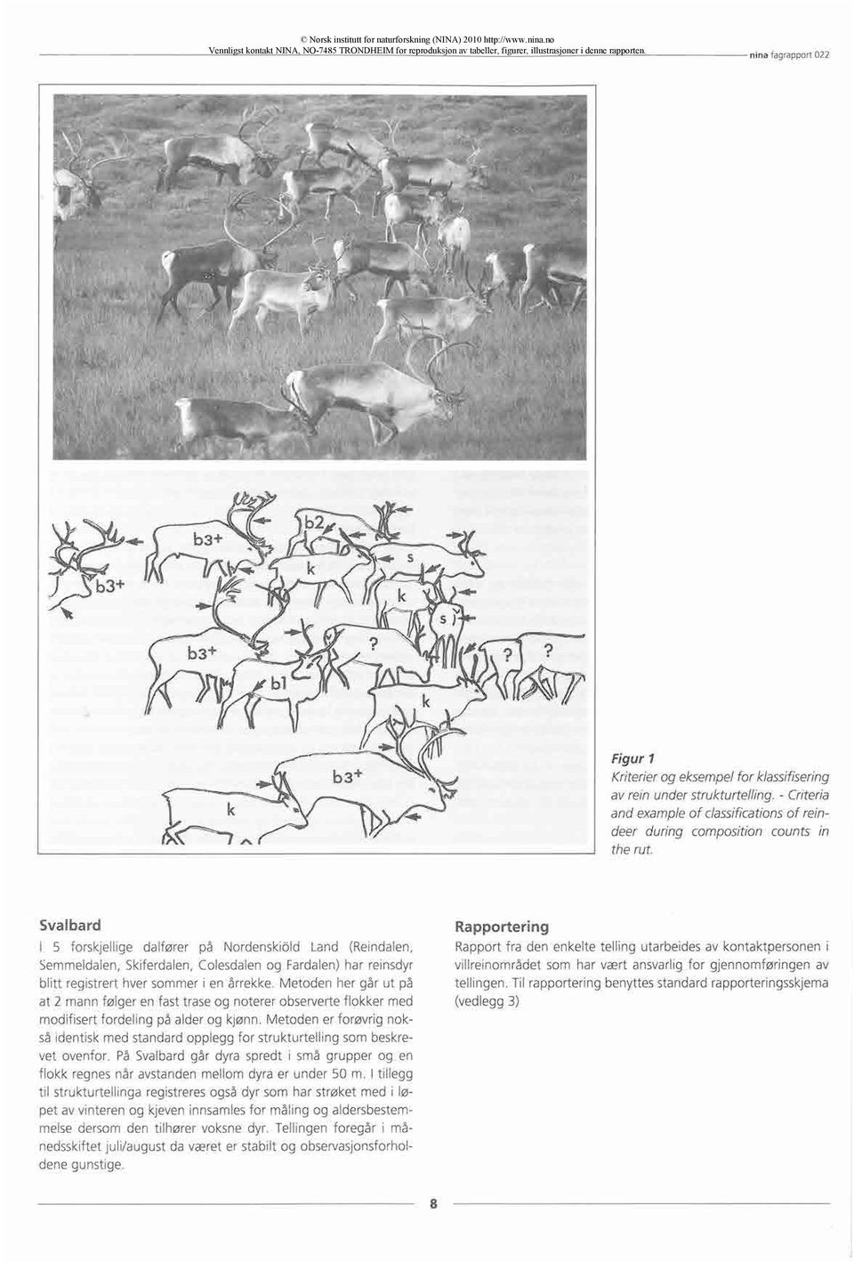 - Criteria and exampleof classificationsof reindeer during composition counts in the rut.