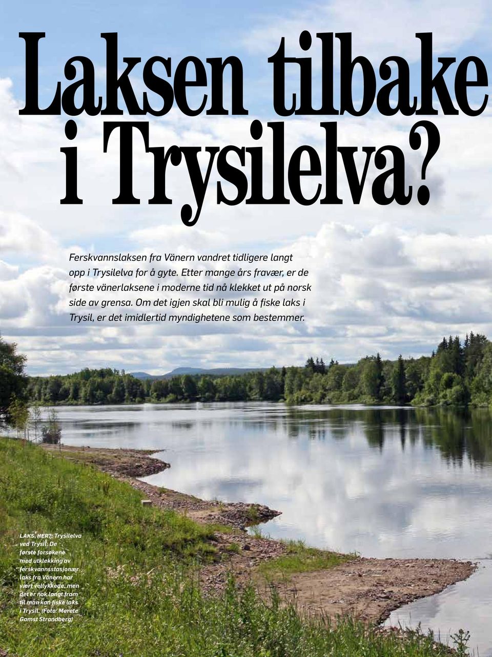 Om det igjen skal bli mulig å fiske laks i Trysil, er det imidlertid myndighetene som bestemmer. Laks, her?: Trysilelva ved Trysil.