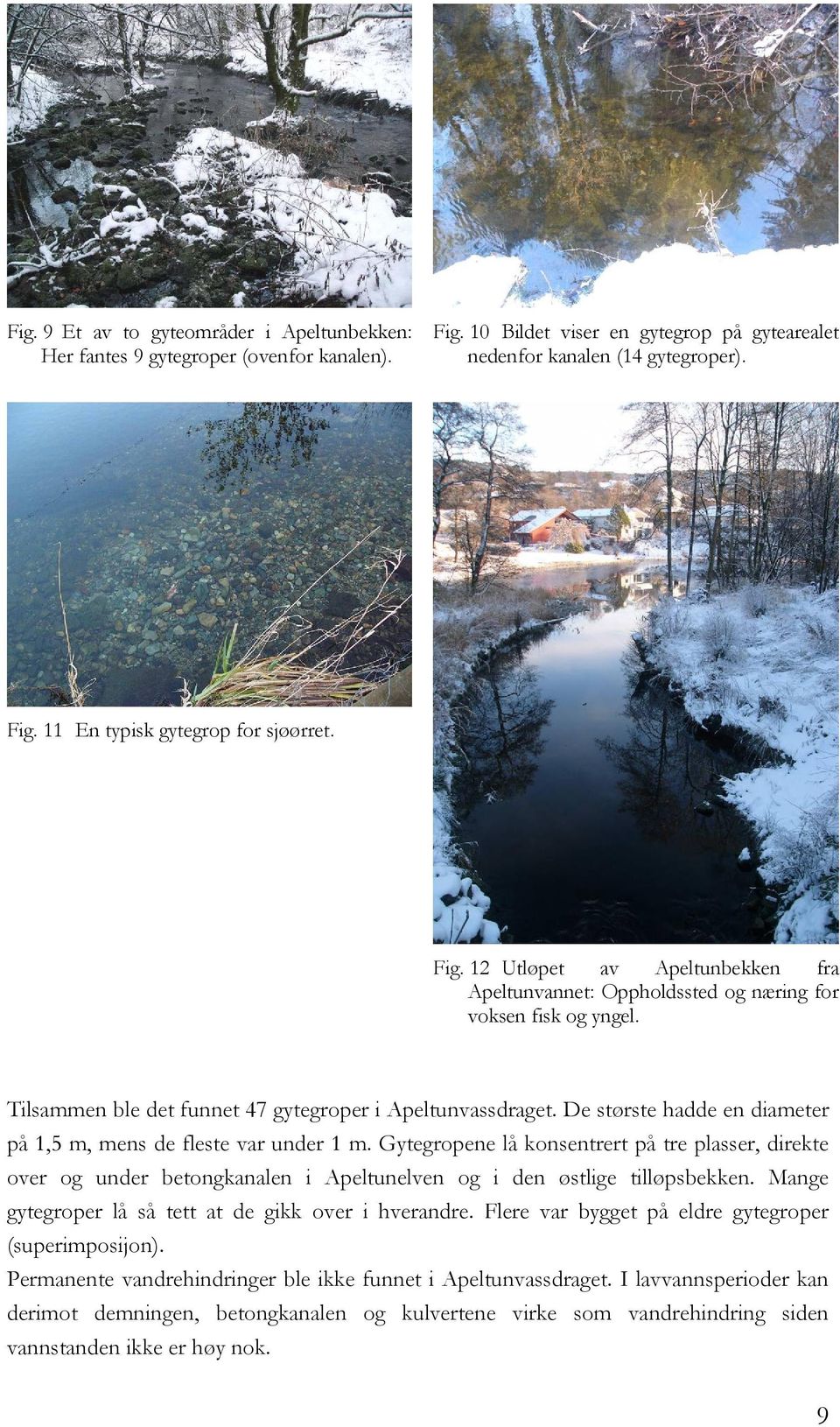 De største hadde en diameter på 1,5 m, mens de fleste var under 1 m. Gytegropene lå konsentrert på tre plasser, direkte over og under betongkanalen i Apeltunelven og i den østlige tilløpsbekken.