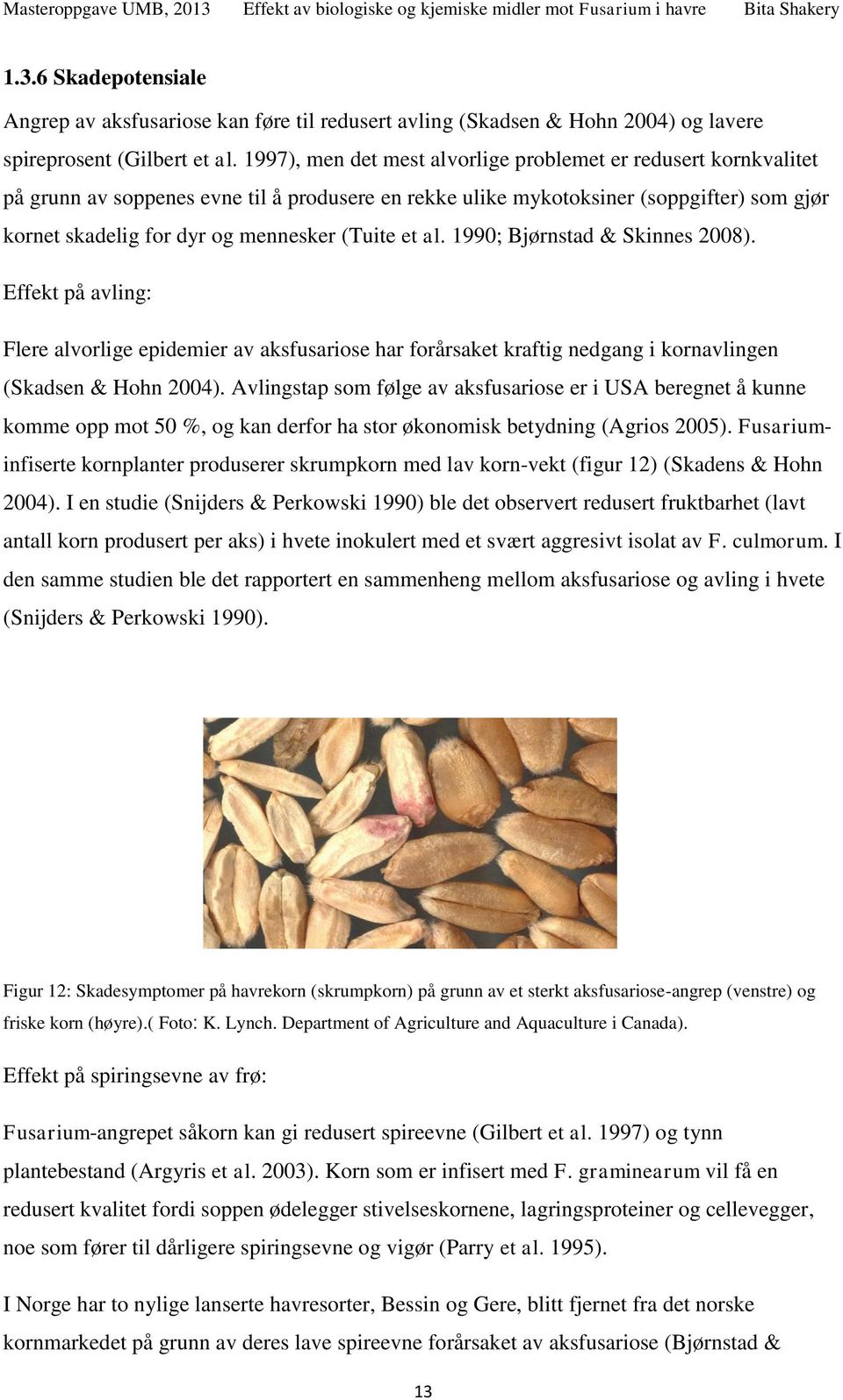 et al. 99; Bjørnstad & Skinnes 8). Effekt på avling: Flere alvorlige epidemier av aksfusariose har forårsaket kraftig nedgang i kornavlingen (Skadsen & Hohn 4).