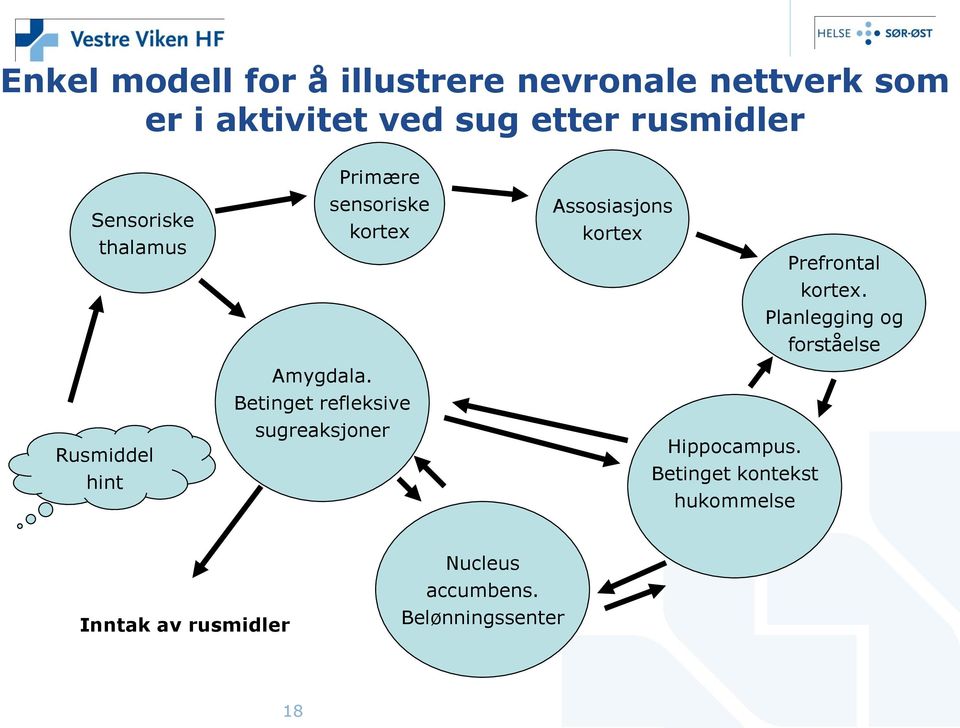 kortex. Planlegging og forståelse Rusmiddel hint Amygdala.