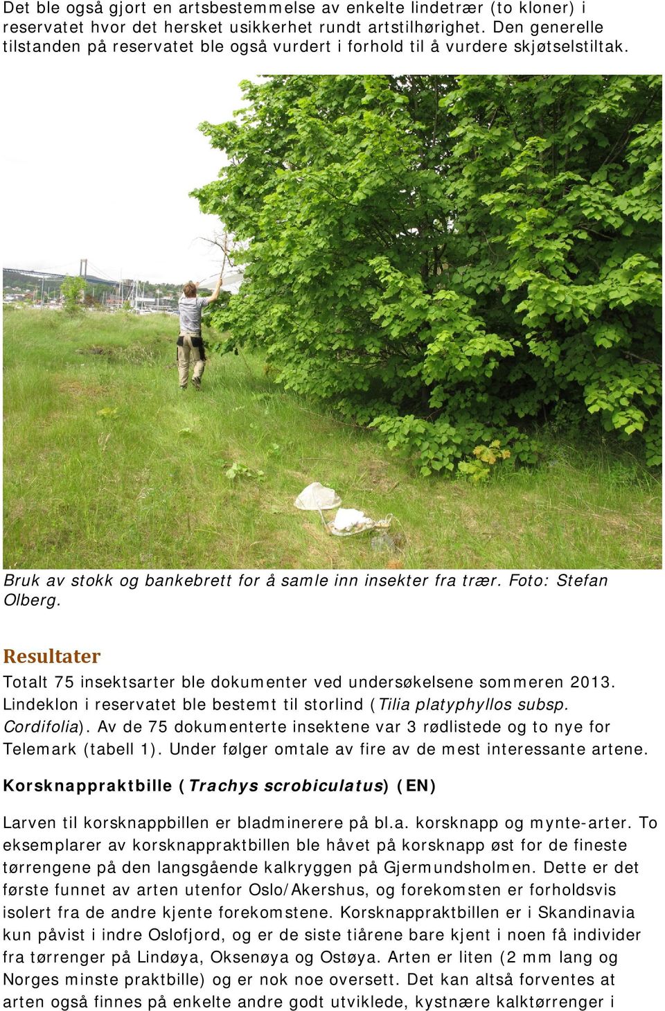 Resultater Totalt 75 insektsarter ble dokumenter ved undersøkelsene sommeren 2013. Lindeklon i reservatet ble bestemt til storlind (Tilia platyphyllos subsp. Cordifolia).