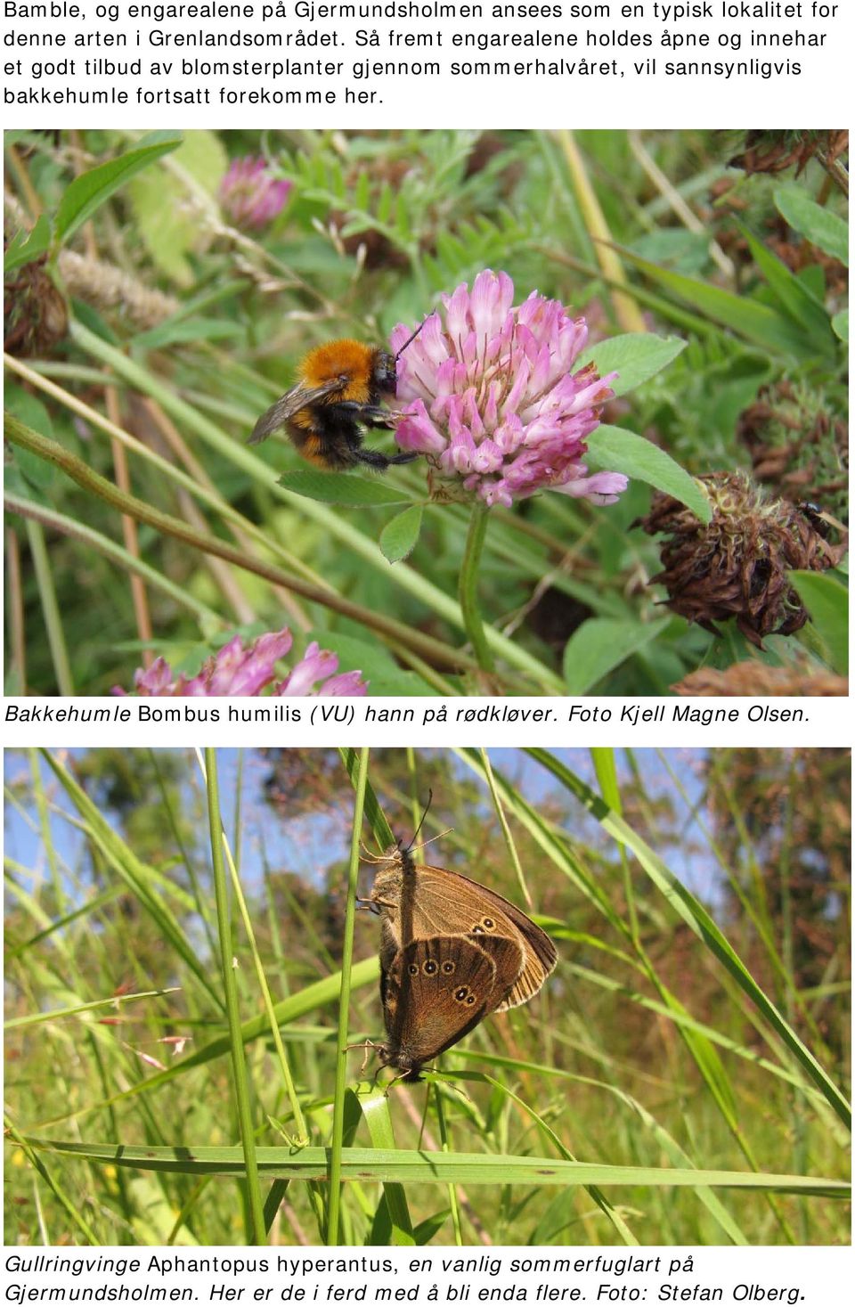 bakkehumle fortsatt forekomme her. Bakkehumle Bombus humilis (VU) hann på rødkløver. Foto Kjell Magne Olsen.