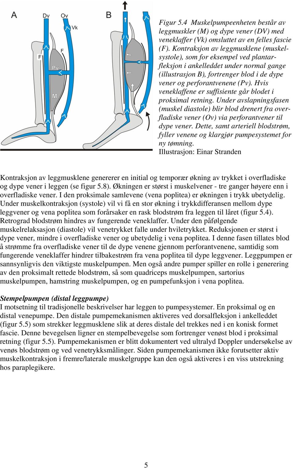 Hvis veneklaffene er suffisiente går blodet i proksimal retning. Under avslapningsfasen (muskel diastole) blir blod drenert fra overfladiske vener (Ov) via perforantvener til dype vener.