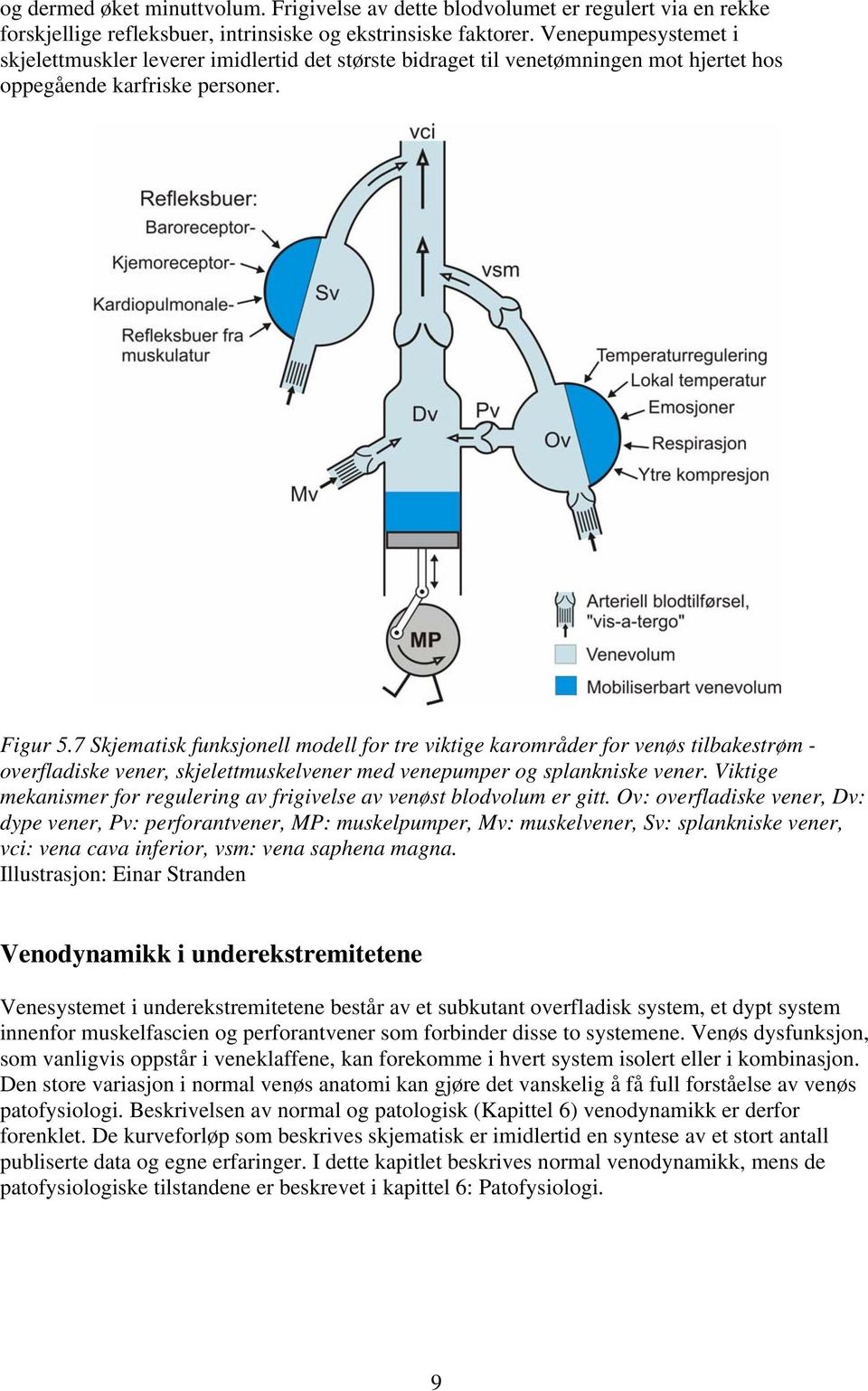 7 Skjematisk funksjonell modell for tre viktige karområder for venøs tilbakestrøm - overfladiske vener, skjelettmuskelvener med venepumper og splankniske vener.