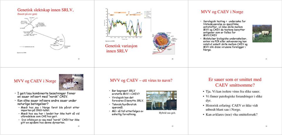 enkelt skille mellom CAEV og MVV slik disse virusene foreligger i Norge. 19 20 21 MVV og CAEV i Norge MVV og CAEV ett virus to navn? Er sauer som er smittet med CAEV smittsomme?