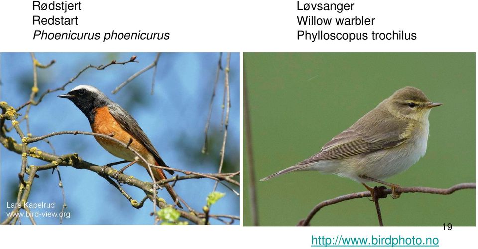 Løvsanger Willow warbler