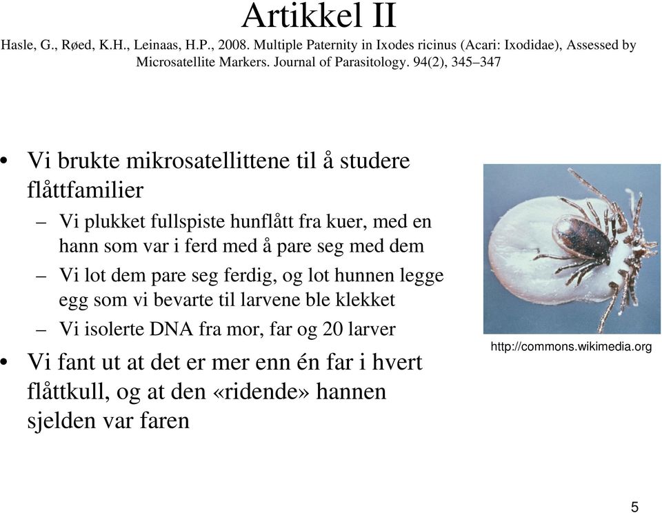 94(2), 345 347 Vi brukte mikrosatellittene til å studere flåttfamilier Vi plukket fullspiste hunflått fra kuer, med en hann som var i ferd med å pare