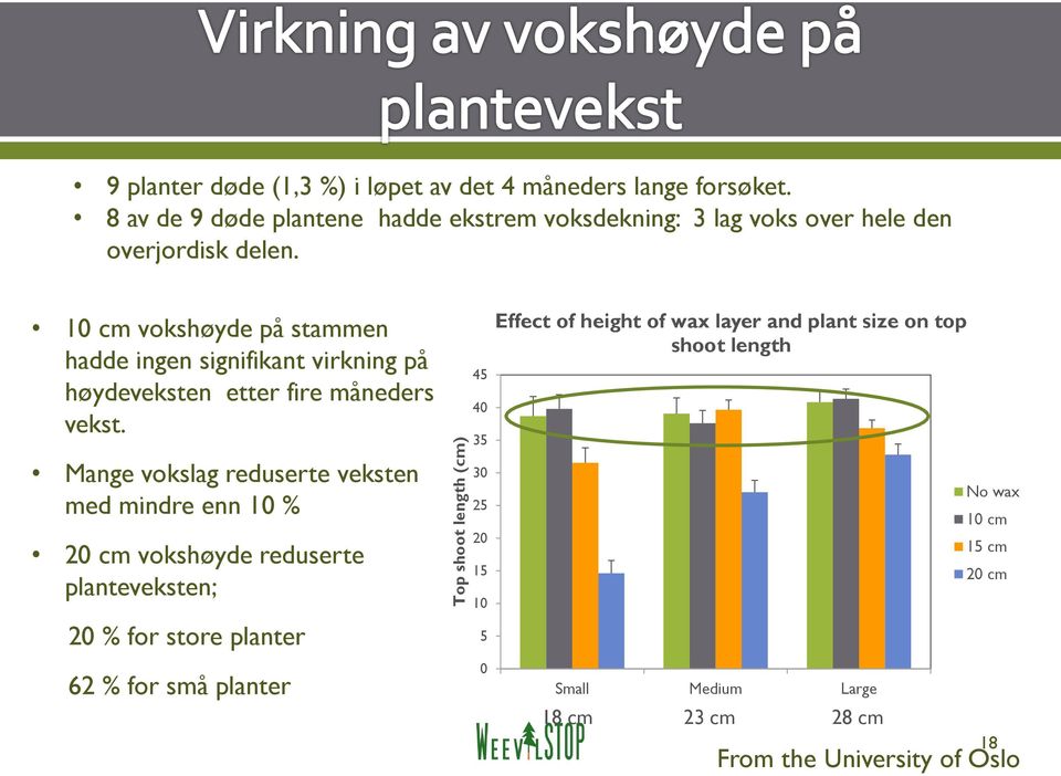 10 cm vokshøyde på stammen hadde ingen signifikant virkning på høydeveksten etter fire måneders vekst.