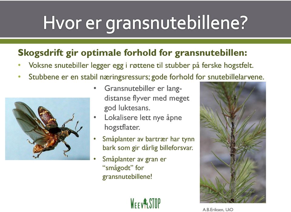 Gransnutebiller er langdistanse flyver med meget god luktesans. Lokalisere lett nye åpne hogstflater.