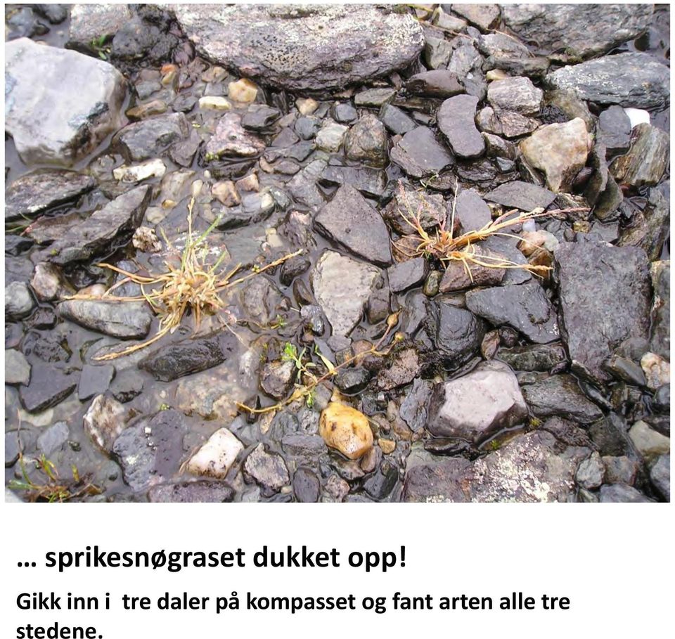 daler på kompasset og