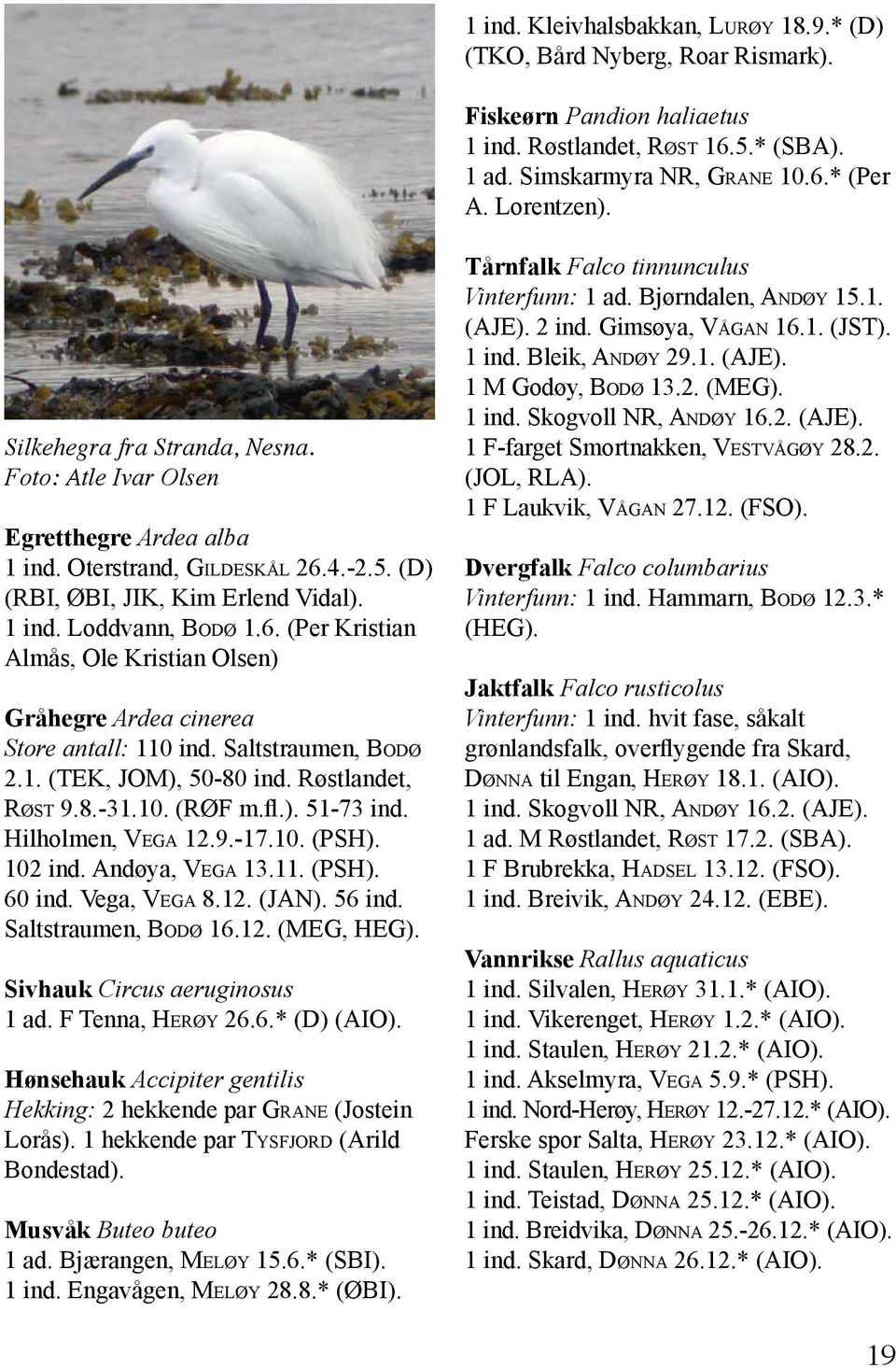 Saltstraumen, Bodø 2.1. (TEK, JOM), 50-80 ind. Røstlandet, Røst 9.8.-31.10. (RØF m.fl.). 51-73 ind. Hilholmen, Vega 12.9.-17.10. (PSH). 102 ind. Andøya, Vega 13.11. (PSH). 60 ind. Vega, Vega 8.12. (JAN).