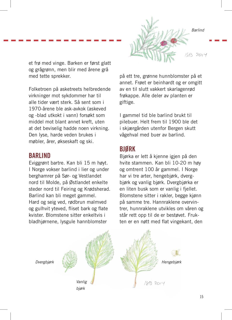 Den lyse, harde veden brukes i møbler, årer, økseskaft og ski. BARLIND Eviggrønt bartre. Kan bli 15 m høyt.