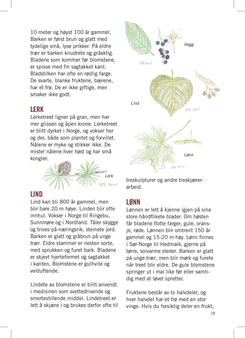 LERK Lerketreet ligner på gran, men har mer glissen og åpen krone. Lerketreet er blitt dyrket i Norge, og vokser her og der, både som plantet og forvillet. Nålene er myke og stikker ikke.