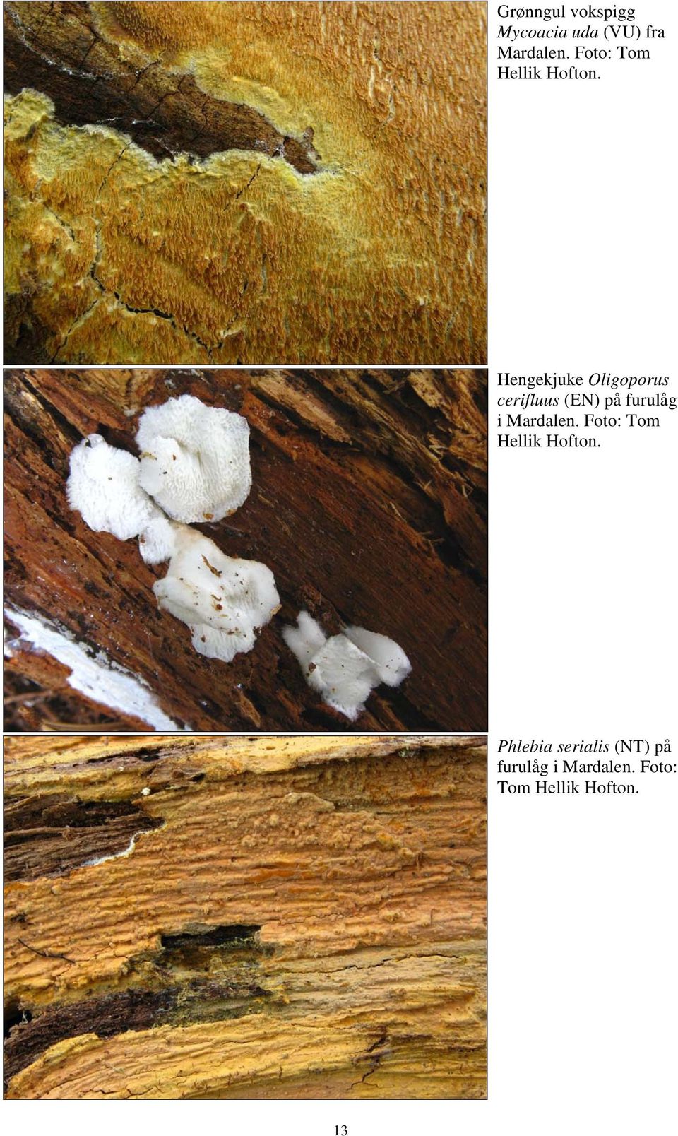 Hengekjuke Oligoporus cerifluus (EN) på furulåg i