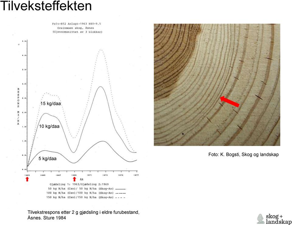 Bogsti, Skog og landskap