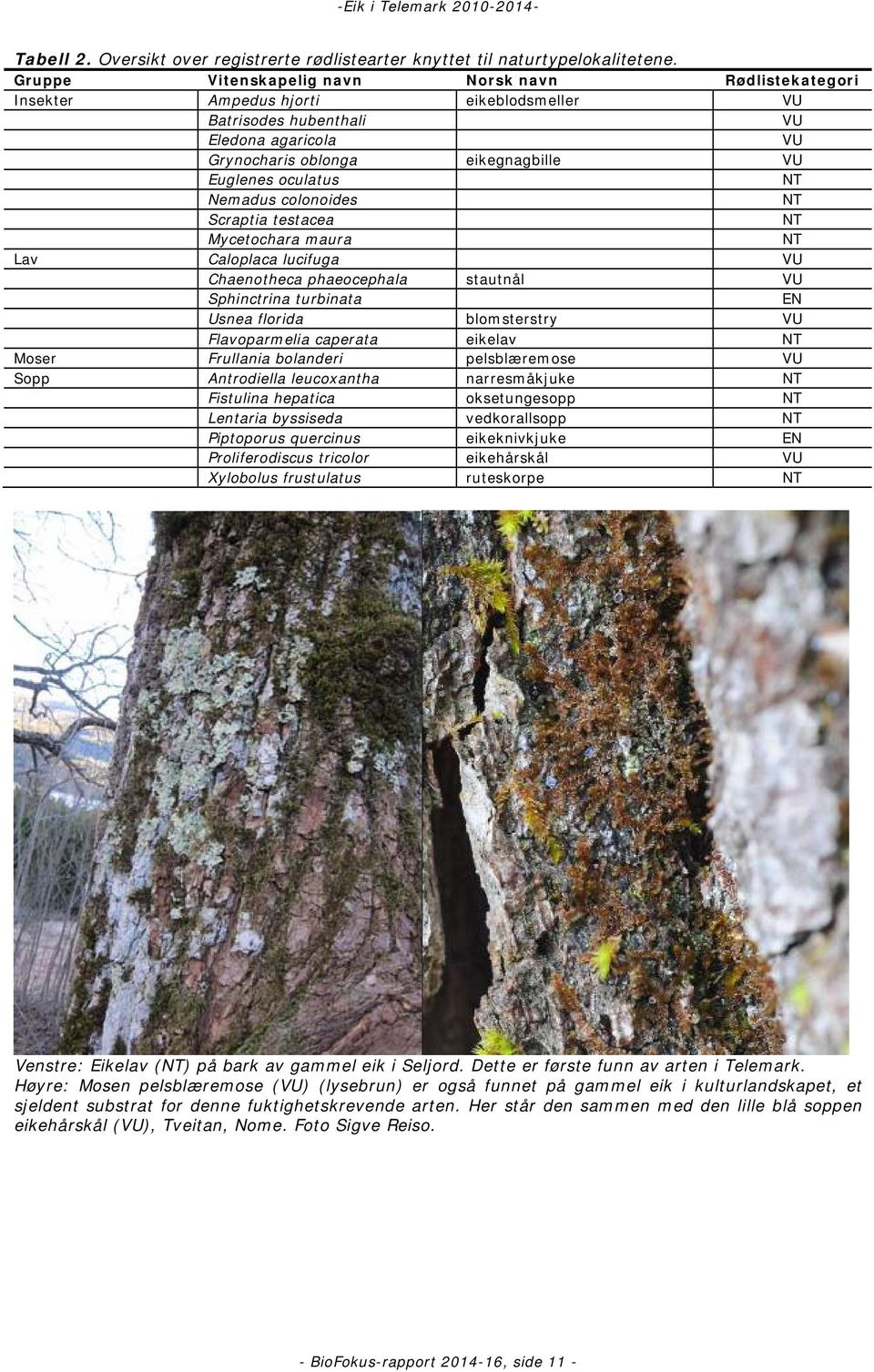 NT Nemadus colonoides NT Scraptia testacea NT Mycetochara maura NT Lav Caloplaca lucifuga VU Chaenotheca phaeocephala stautnål VU Sphinctrina turbinata EN Usnea florida blomsterstry VU Flavoparmelia