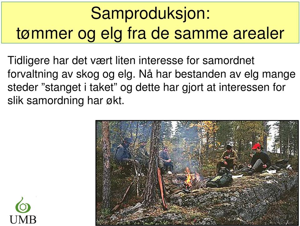 skog og elg.