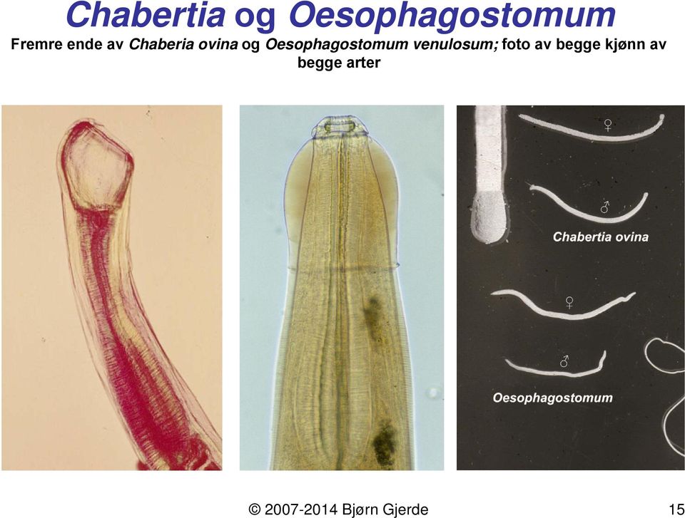 Oesophagostomum venulosum; foto av