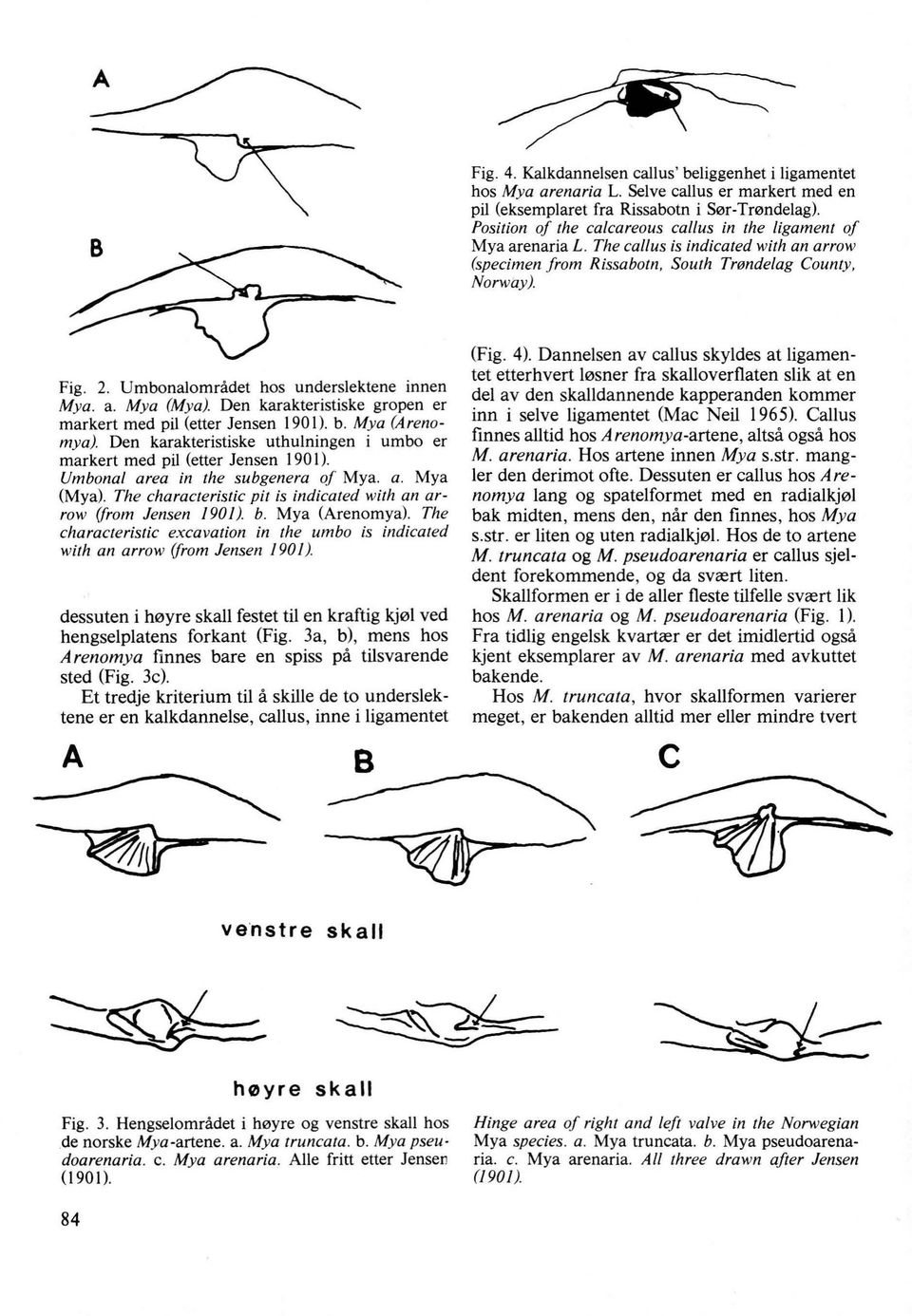 Umbonalområdet hos underslektene innen Mya. a. Mya (Mya). Den karakteristiske gropen er markert med pil (etter Jensen 190 l). b. Mya (A renomya).