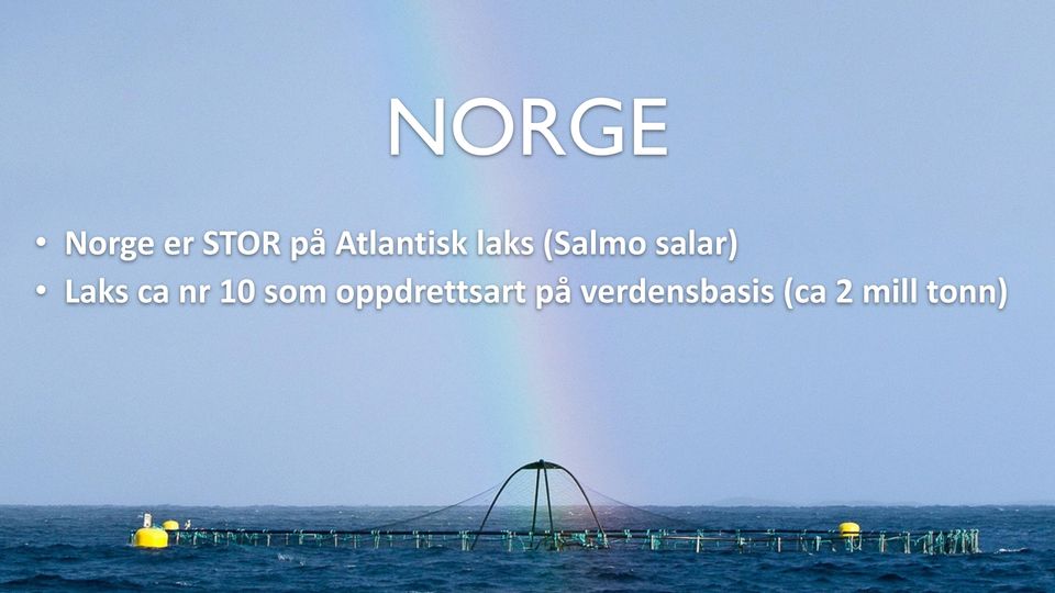DAG NORGE Norge er STOR på Atlantisk laks