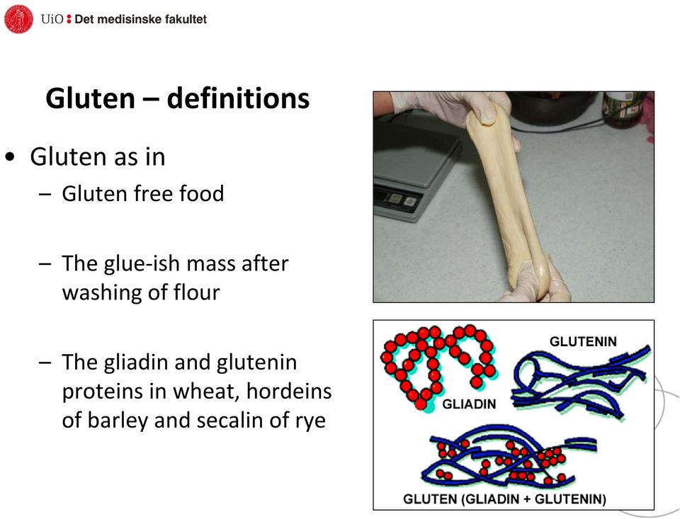 of flour The gliadin and glutenin proteins