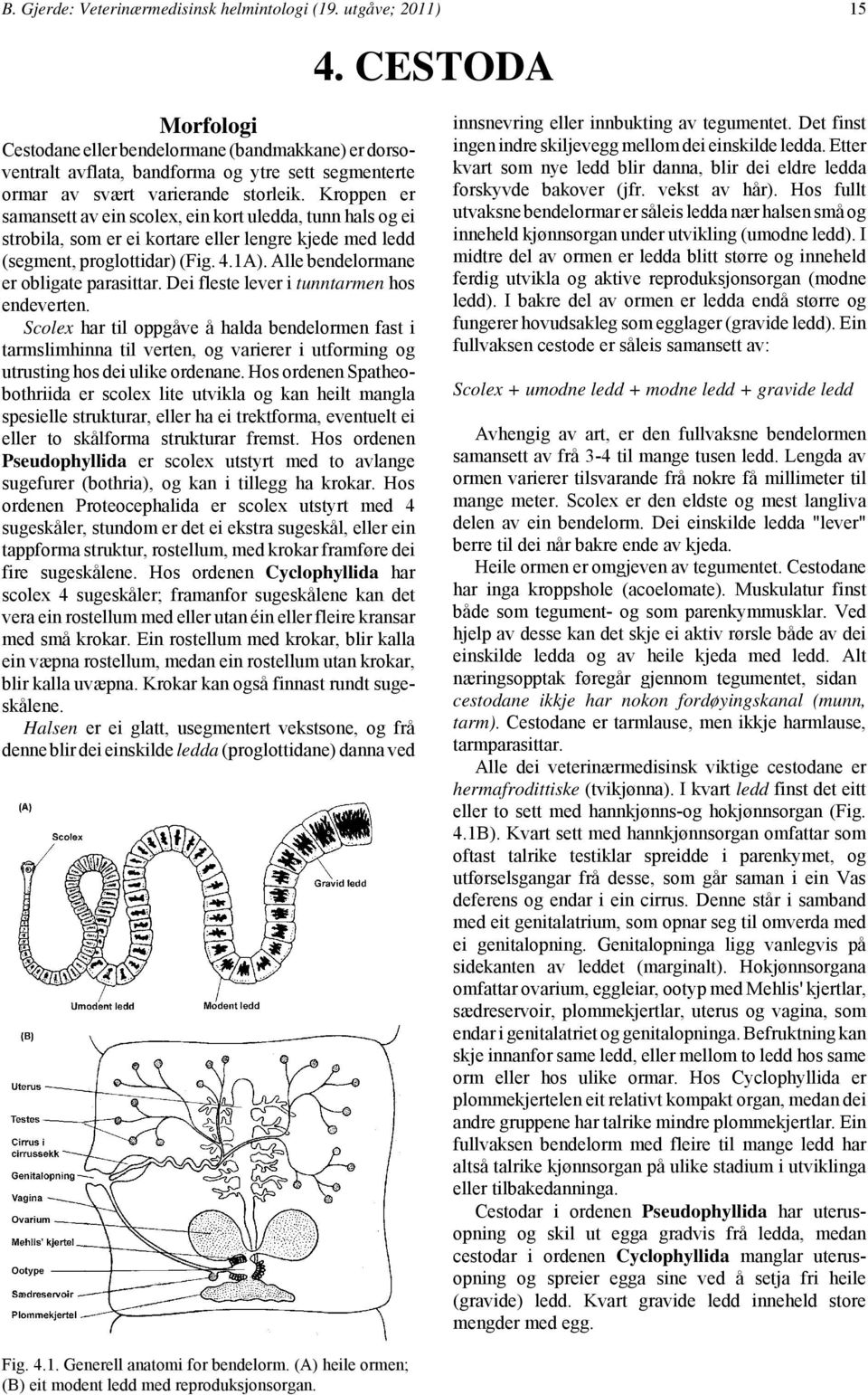 Kroppen er samansett av ein scolex, ein kort uledda, tunn hals og ei strobila, som er ei kortare eller lengre kjede med ledd (segment, proglottidar) (Fig. 4.1A).