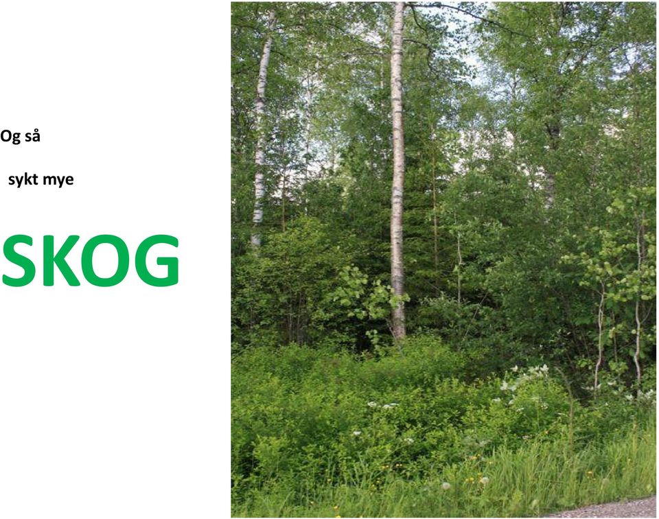 SKOG