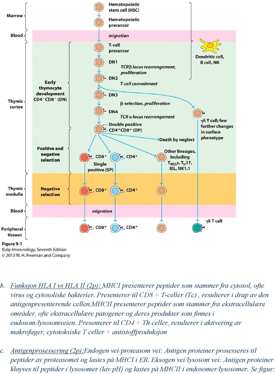 mhcii presenterer peptider som stammer fra ekstracellulære områder, ofte ekstracellulære patogener og deres produkter som finnes i endosom/lysosomveien.