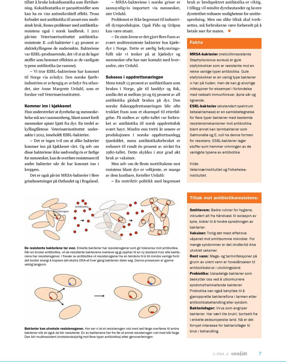 coli-bakterier i 43 prosent av slaktekyllingene de undersøkte. Bakteriene var ESBL-produserende, det vil si at de lager stoffer som hemmer effekten av de vanligste typene antibiotika (se ramme).