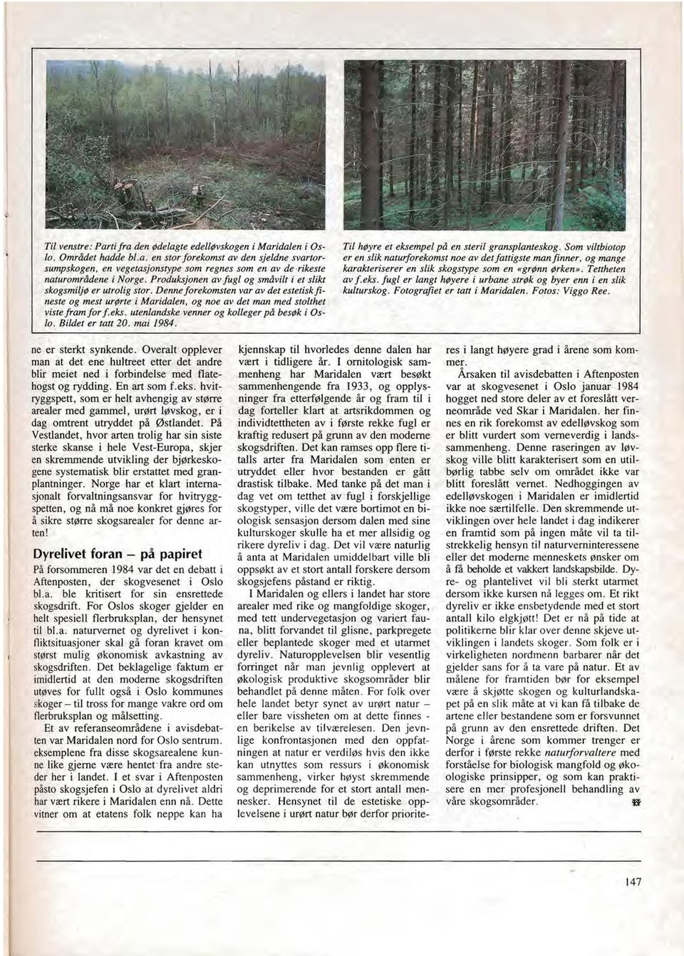utenlandske venner og kolleger på besøk i Oslo. Bildet er tatt 20. mai 1984. Til høyre et eksempel på en steril gransplanteskog.