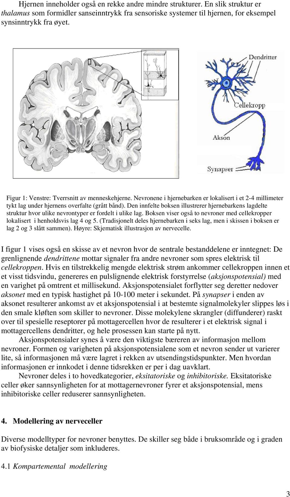 Boksn vsr også to nvronr md cllkroppr lokalsrt hnholdsvs lag 4 og 5. (Tradsjonlt dls hjrnbarkn sks lag, mn skssn boksn r lag og 3 slått sammn). Høyr: Skjmatsk llustrasjon av nrvcll.