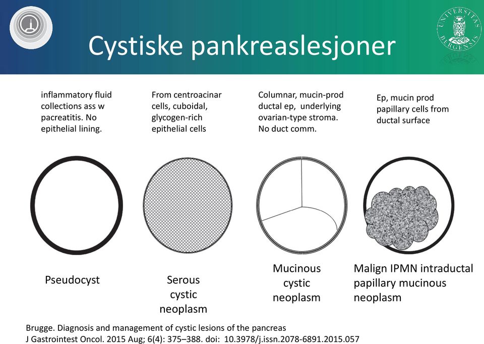 No duct comm. Ep, mucin prod papillary cells from ductal surface seudocyst Serous cystic neoplasm ucinous cystic neoplasm Brugge.