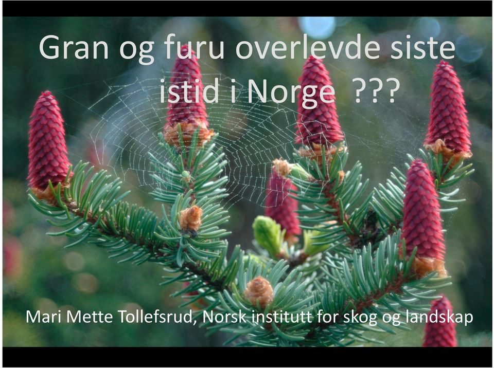 ?? Mari Mette Tollefsrud,