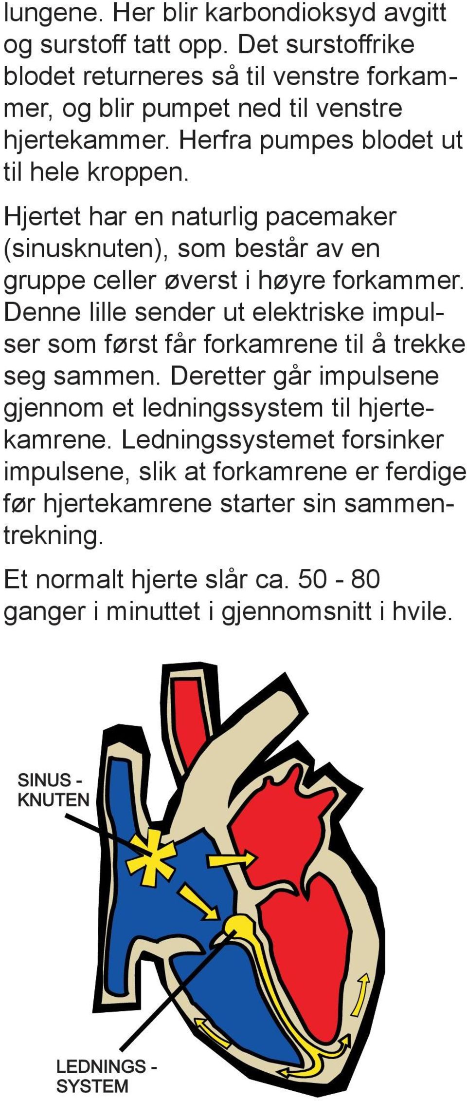 Hjertet har en naturlig pacemaker (sinusknuten), som består av en gruppe celler øverst i høyre forkammer.