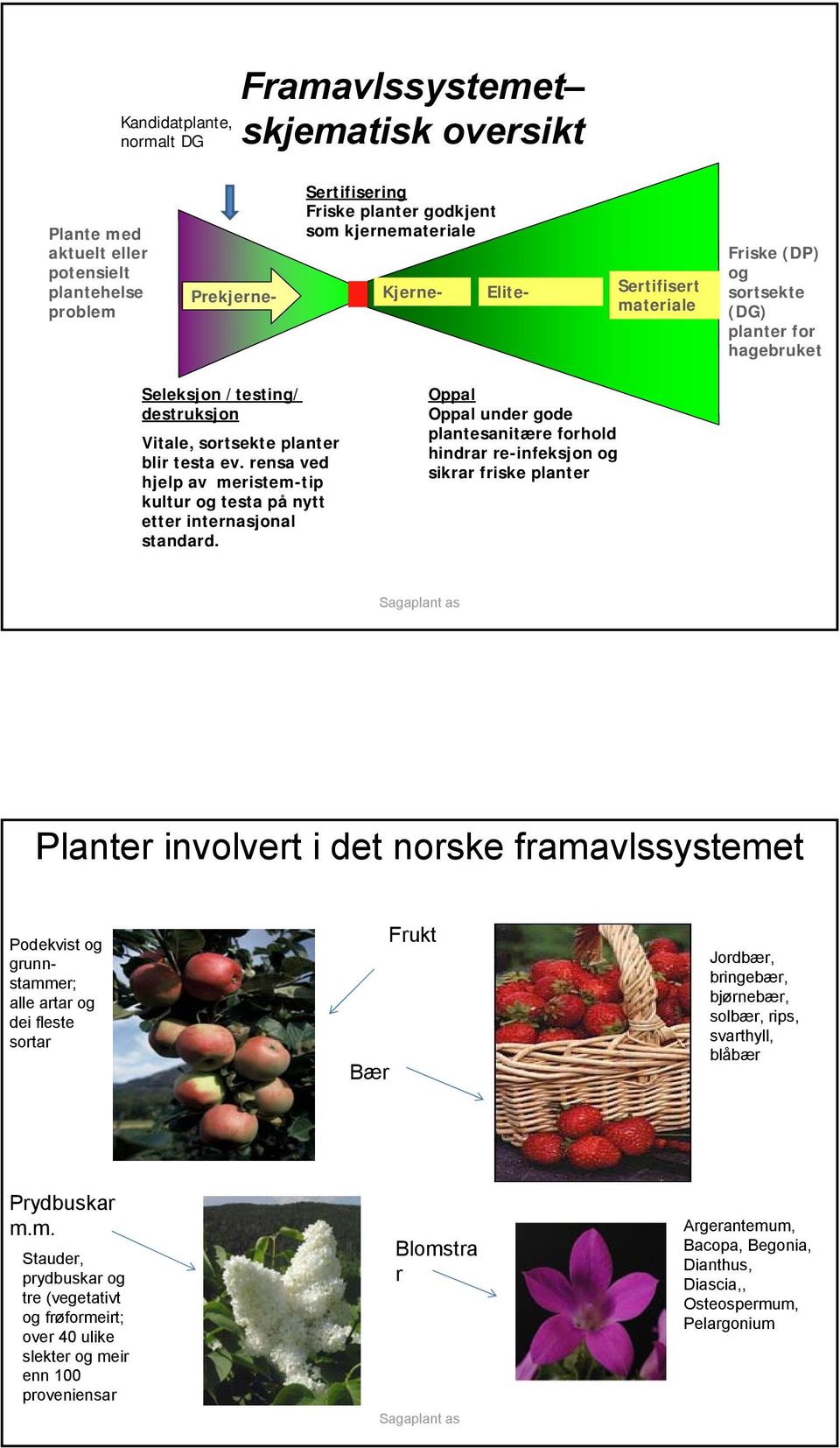 rensa ved hjelp av meristem-tip kultur og testa på nytt etter internasjonal standard.