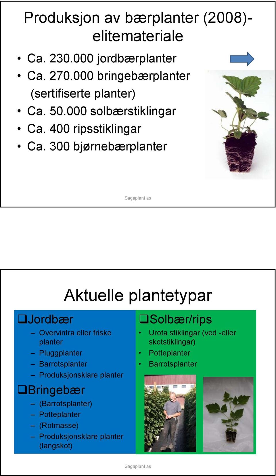 300 bjørnebærplanter Aktuelle plantetypar Jordbær Overvintra eller friske planter Pluggplanter Barrotsplanter