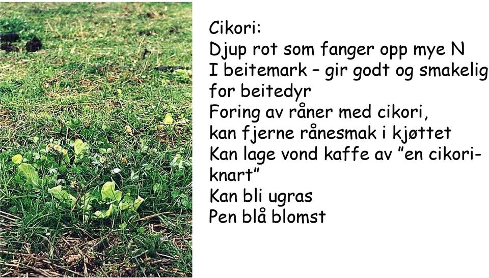 med cikori, kan fjerne rånesmak i kjøttet Kan lage