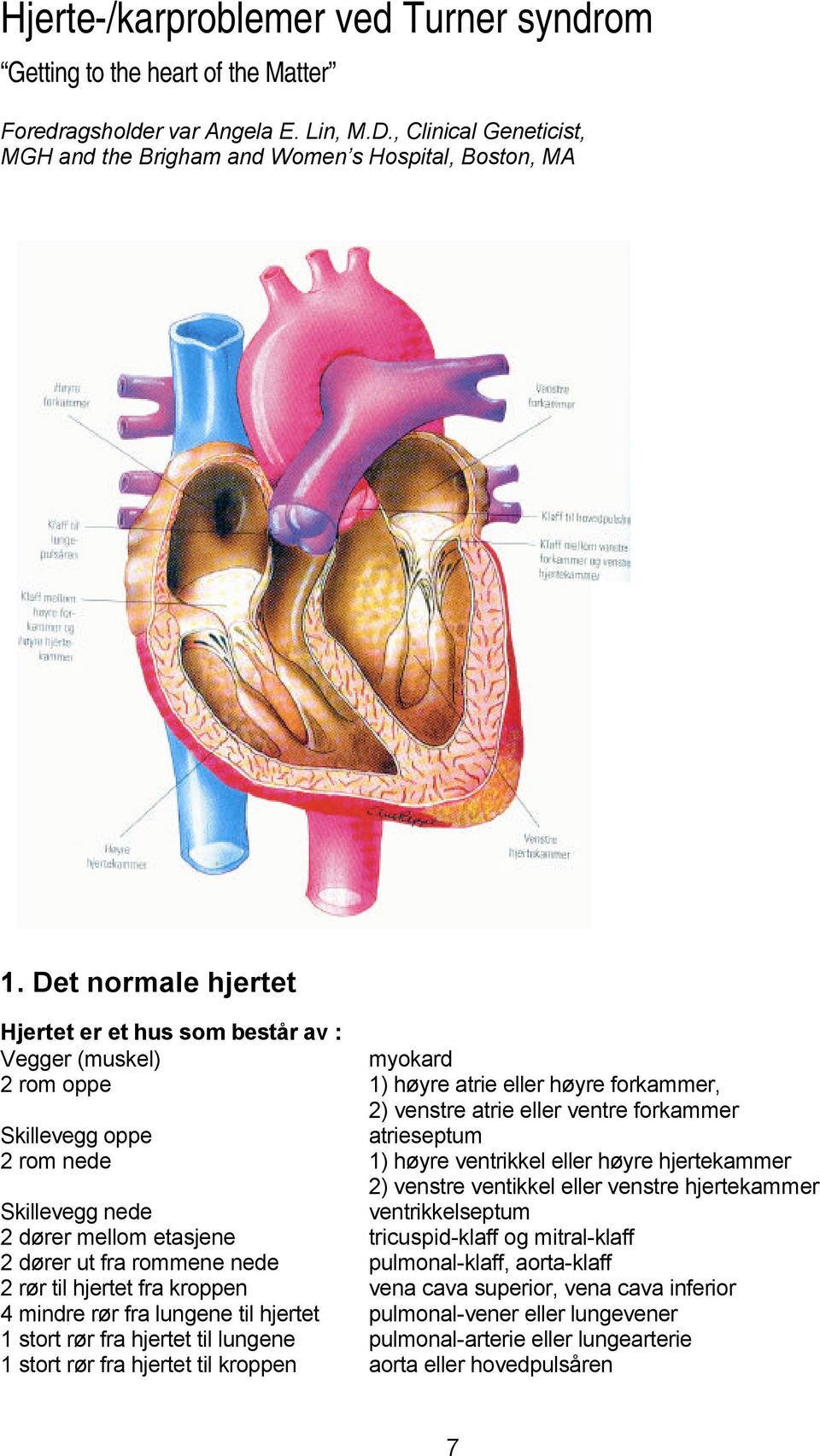 rom nede 1) høyre ventrikkel eller høyre hjertekammer 2) venstre ventikkel eller venstre hjertekammer Skillevegg nede ventrikkelseptum 2 dører mellom etasjene tricuspid-klaff og mitral-klaff 2 dører