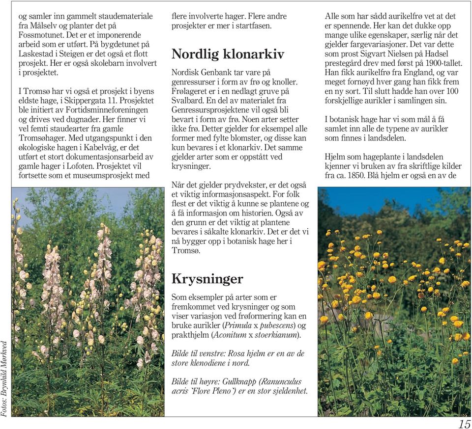 Her finner vi vel femti staudearter fra gamle Tromsøhager. Med utgangspunkt i den økologiske hagen i Kabelvåg, er det utført et stort dokumentasjonsarbeid av gamle hager i Lofoten.