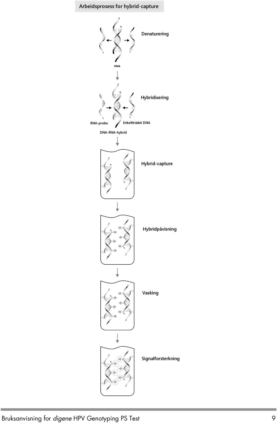 DNA-RNA-hybrid Hybrid-capture Hybridpåvisning