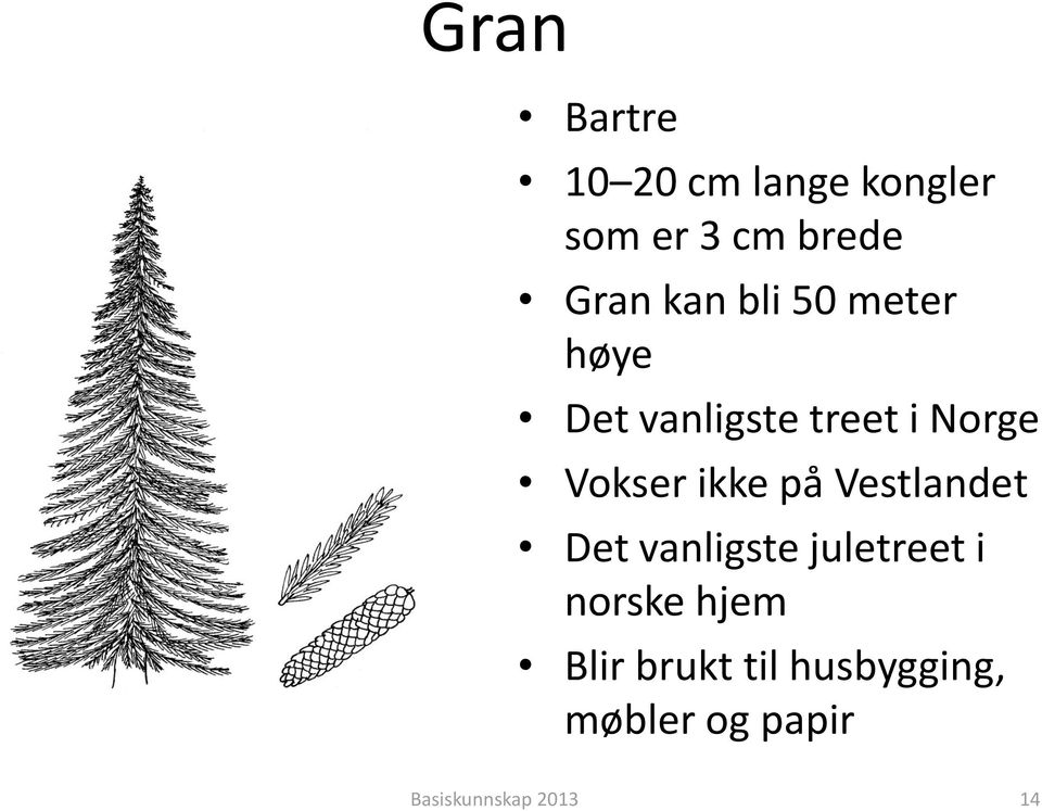 ikke på Vestlandet Det vanligste juletreet i norske hjem