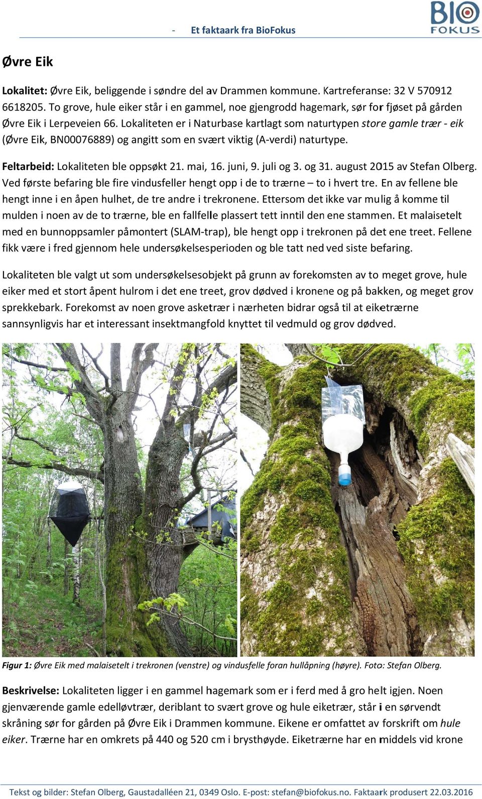 Lokaliteten er i Naturbase kartlagt som naturtypen store gamle trær eik (Øvre Eik, BN00076889) og angitt som en svært viktig (A verdi) naturtype. Feltarbeid: Lokaliteten ble oppsøkt. mai, 6. juni, 9.